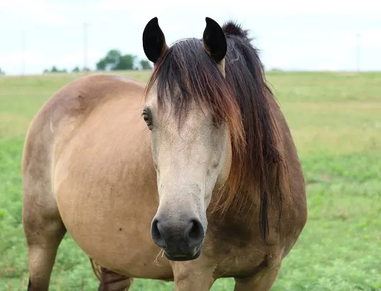 Morgan buckskin mare horse breed standing in a grassy field