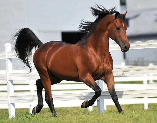 Bay Morgan horse stallion trotting in a field