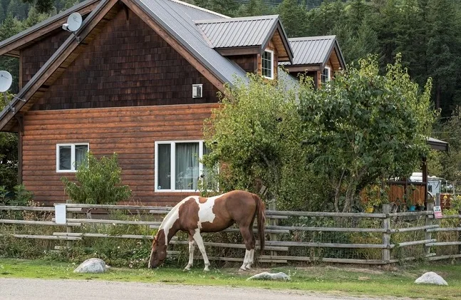 One horse in a town grazing on grass