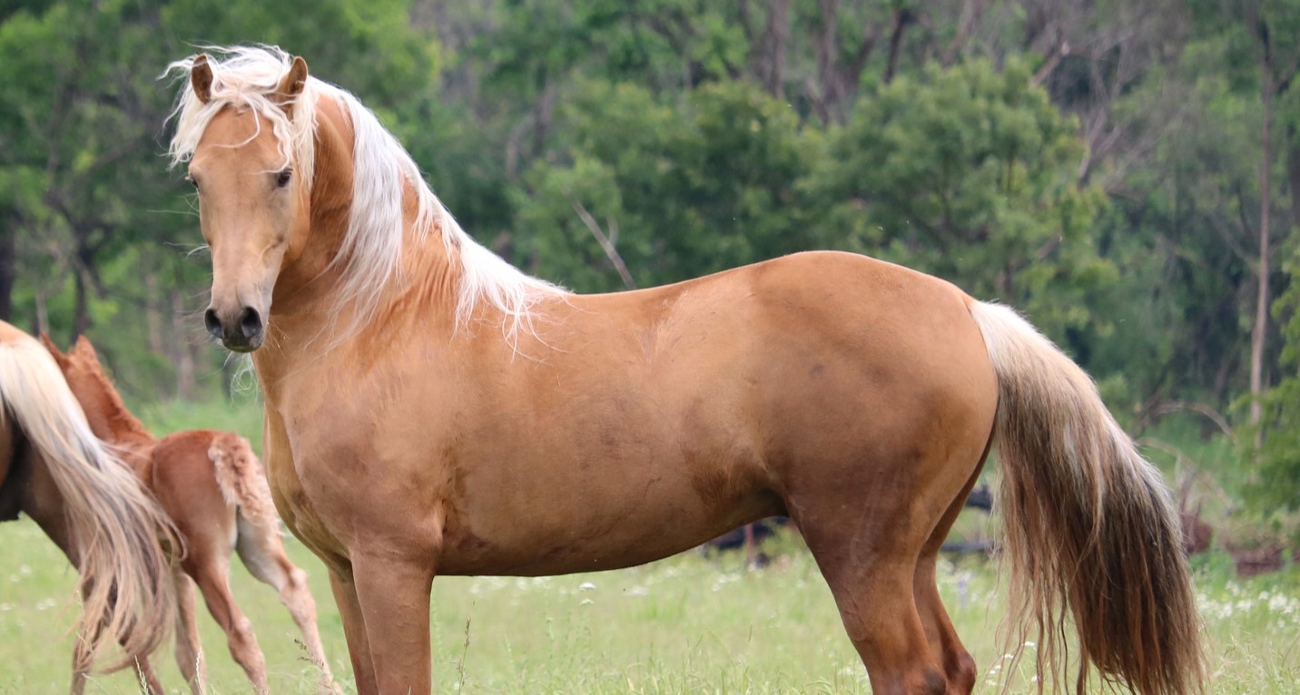 Palomino Morgan horse breed facts