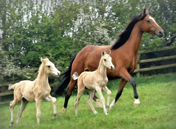 Destiny with her two foals, Peekaboo and Whoopsie