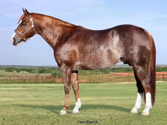 Red Rabicano American Quarter horse