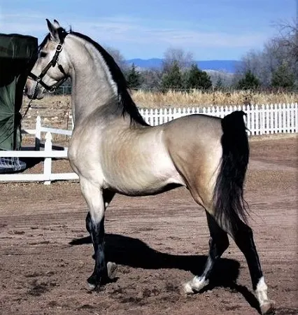 Horse with a Silver Buckskin coat