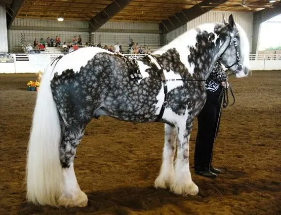 Horse with a Silver Dapple Pinto coat color