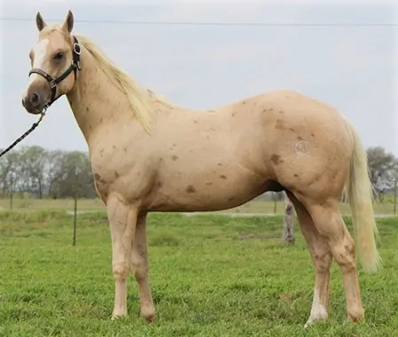 Tawleed horse breed standing in a field