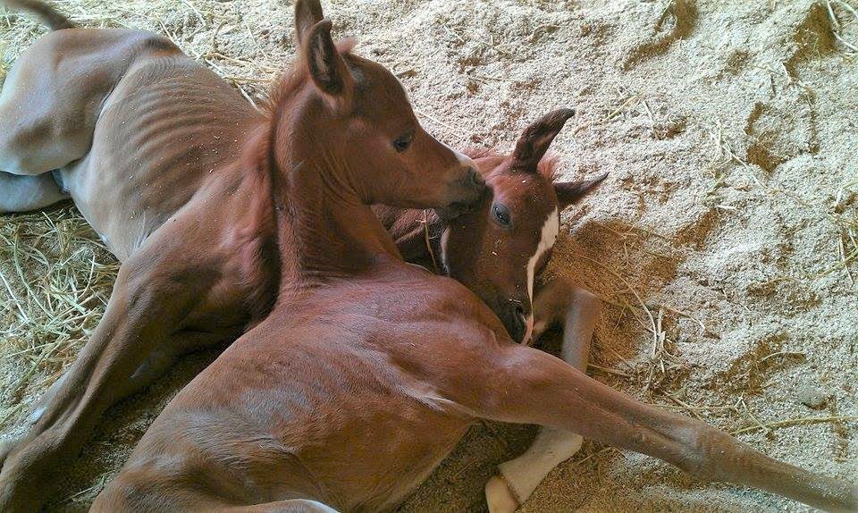 Twin Arabian foals laying on the floor of a stable
