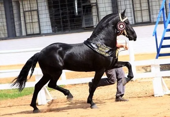 Black Vlaamperd horse breed from Africa in a horse show ring