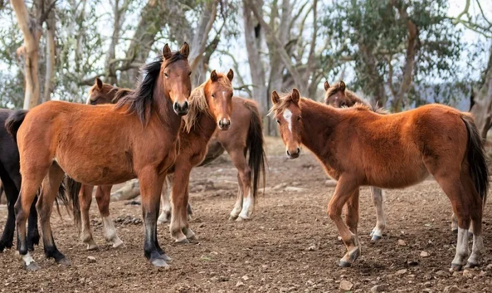 10 Native Australian Horse Breeds (Facts, Pictures)