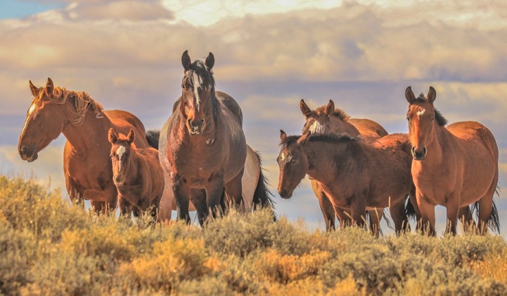 Wild Mustang horse herd in Montana, America