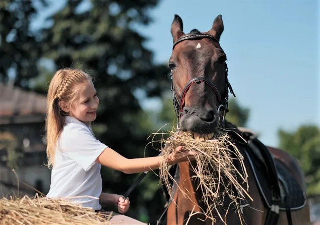 Young girl feeding a horse hay