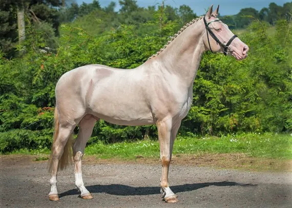 Golden Akhal-Teke horse, kambarbay