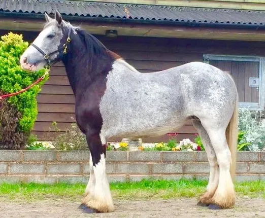 Gypsy Vanner horse with a rare Chimera coat color