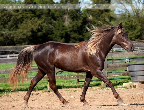 Beautiful Chocolate Flaxen colored mare horse