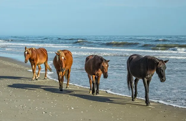 group of wild Spanish Mustangs of Corolla walking along the beach