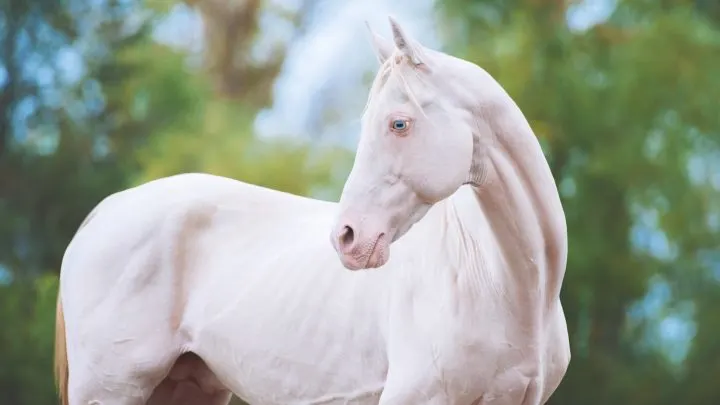15 rare horse coat colours and markings