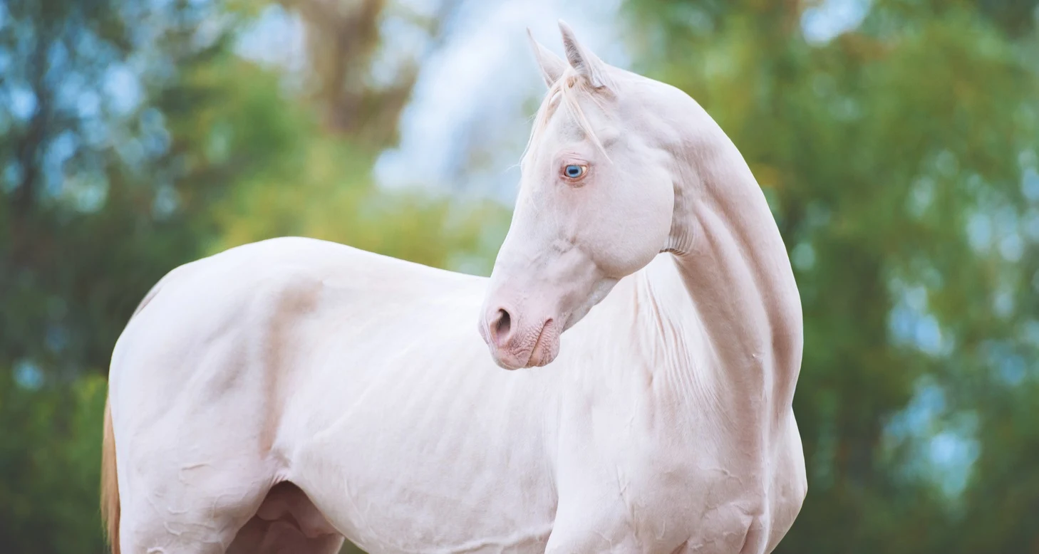 15 rare horse coat colours and markings