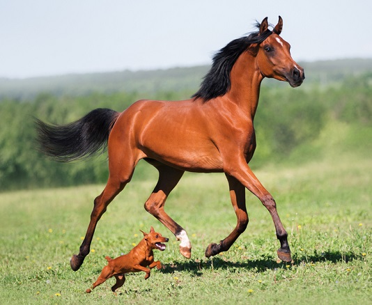 Arabian horse and little dog running side by side in a field