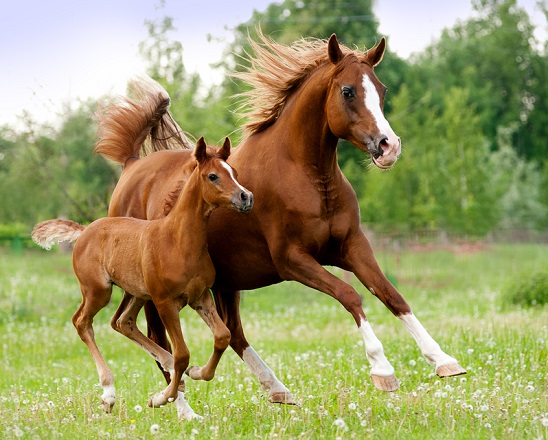 Chestnut Arabian mare with a her foal cantering in a field