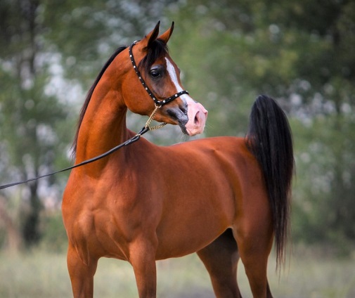 Beautiful Arabian horse with a concave nose