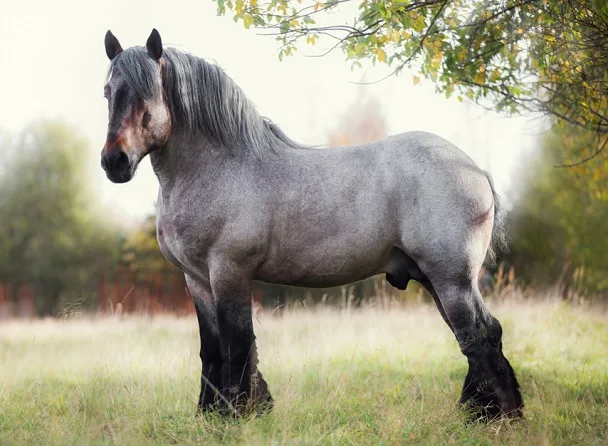 Beautiful grey Belgian draft horse standing in a field