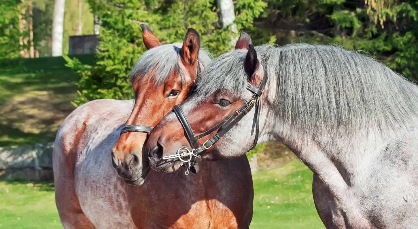 Belgian Draft horse breed kissing