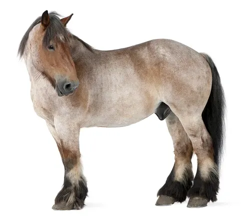 Belgian Draft horse on a white background