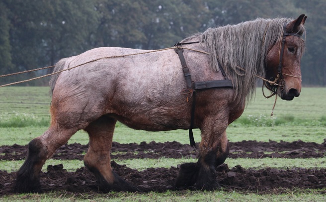 Belgian Draft horse pulling a plough in a field