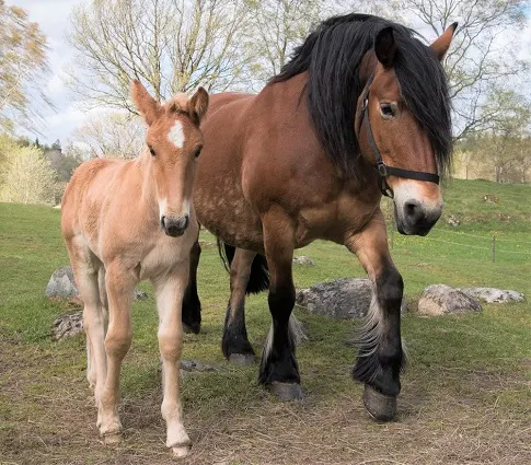 Belgian Draft mare with a foal