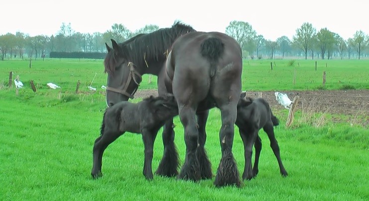 Belgian Draft horse gives birth to twins