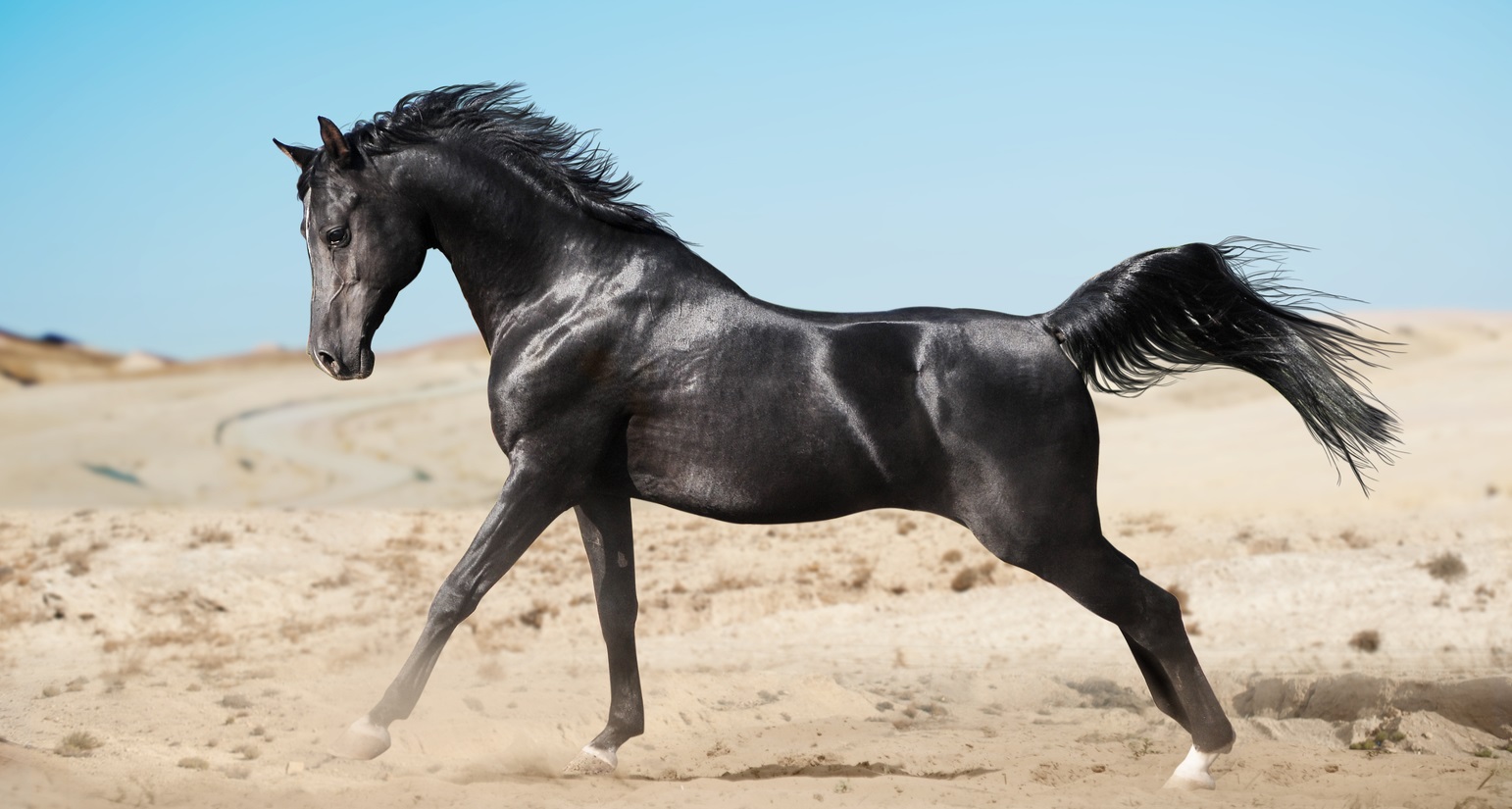 Black Arabian Stallion horse breed facts