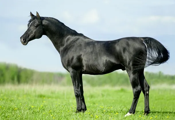 Black Arabian horse standing in a grassy field