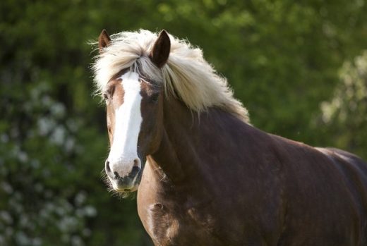 8 Interesting Facts About The Endangered Black Forest Horse of Germany