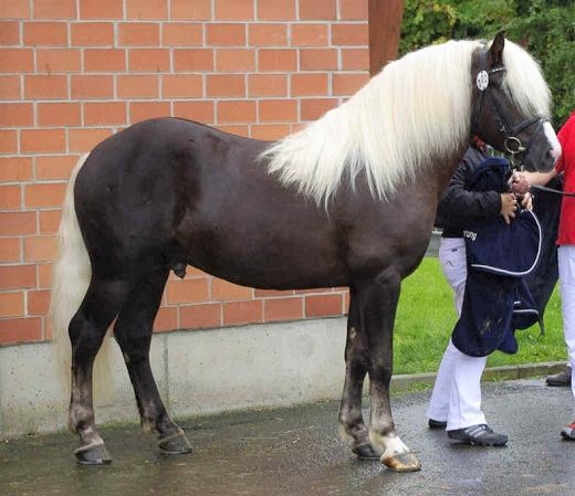 Black Forest Horse being held by a person