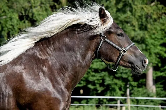 Black Forest Horse with a long beautiful mane