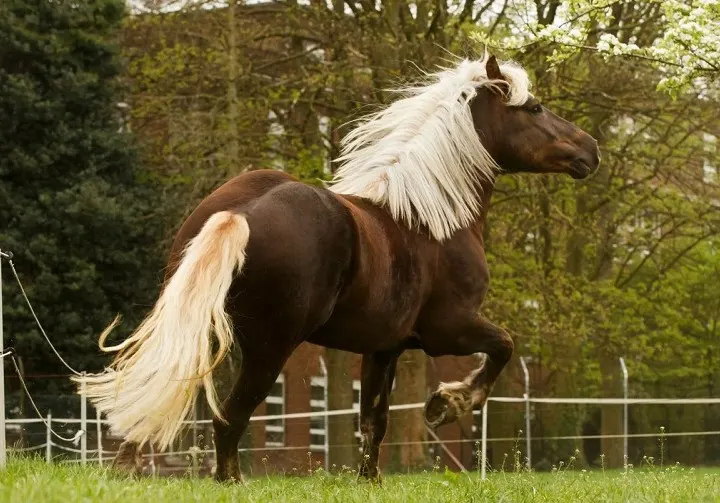 Black Forest horse from Germany