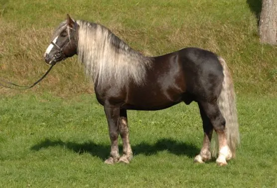 Black Forest horse in field