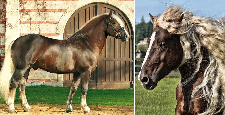 8 Interesting Facts About The Endangered Black Forest Horse of Germany