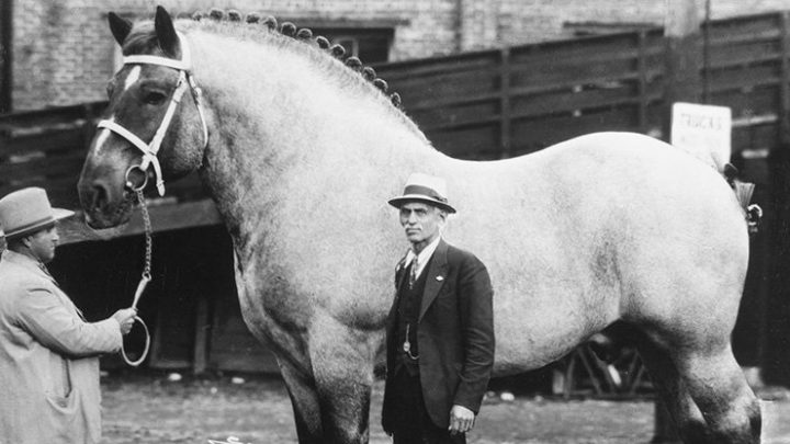 Brooklyn Supreme, biggest horse ever