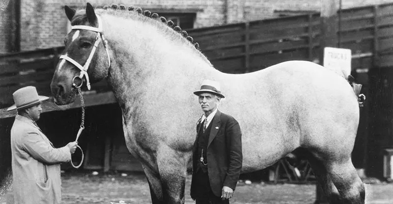 Meet Brooklyn Supreme, One of the Biggest Horses in History