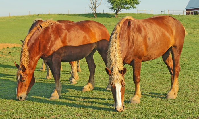 Chestnut Belgian Draft horses with a flaxen colored mane and tail