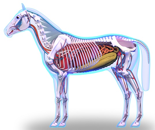 Digital horse skeleton, organs and blood vessels