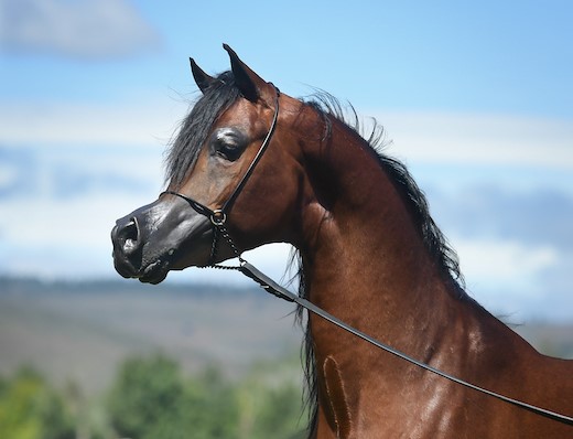 El Rey Magnum Arabian horse