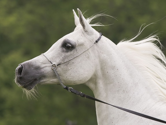 Grey Arabian horse with a bridle on
