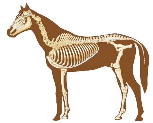 Horse body outline with anatomically correct skeleton overlaid 