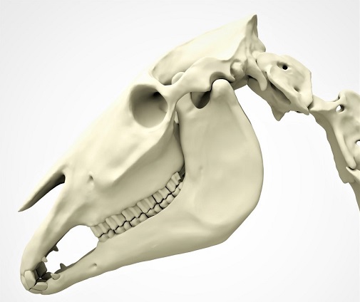 Horse head skeleton