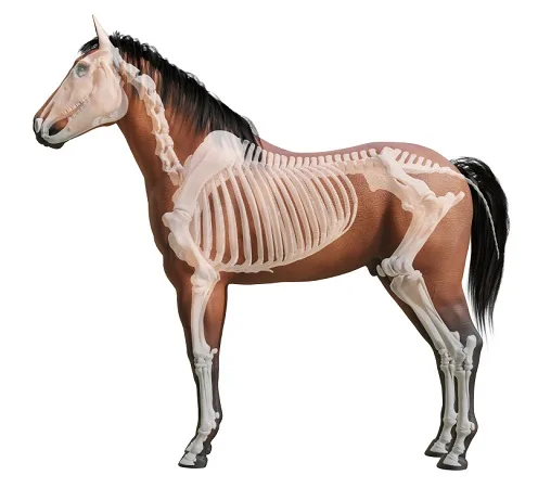 Horse with a digital skeleton overlayed
