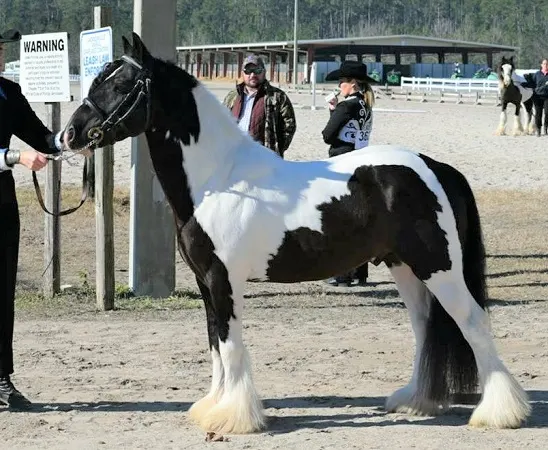 Mini Gypsy Vanner horse