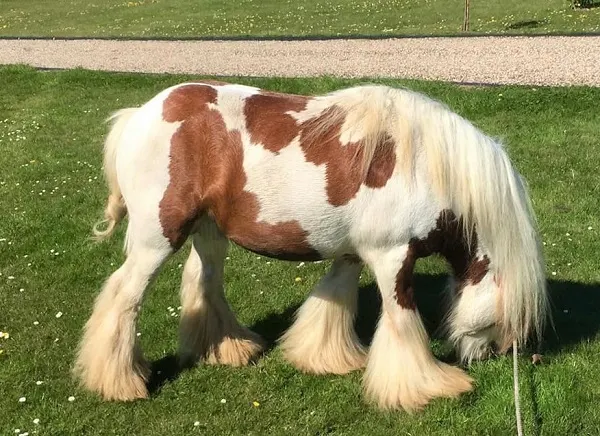 Miniature Gypsy Cob owned by Michael Cleary