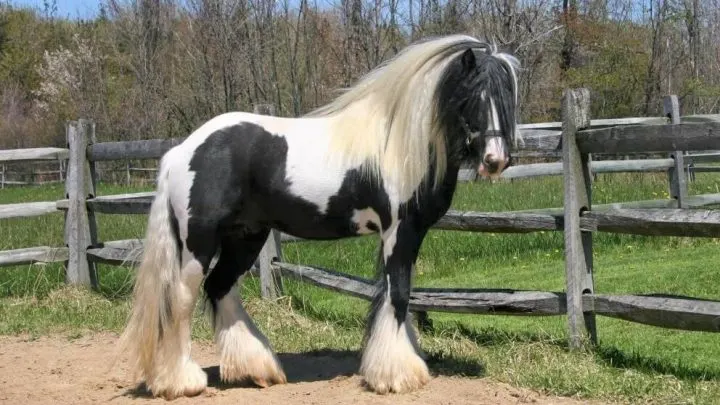Miniature Gypsy Vanner horse