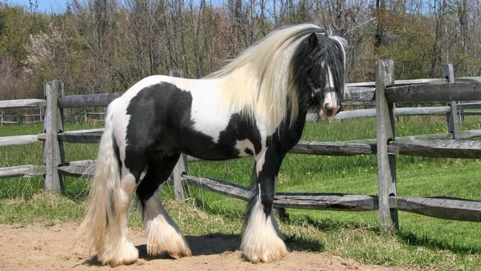Meet the Miniature Gypsy Vanner, a New Horse Breed in the Making